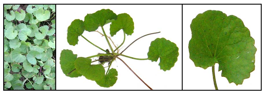 water pennywort
